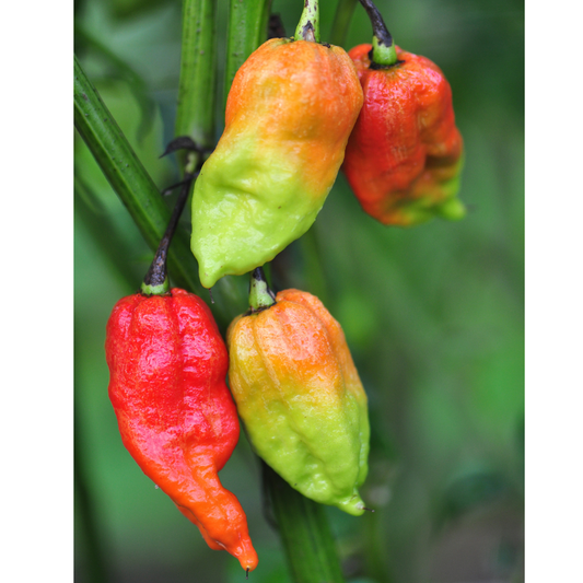 Ghost Pepper Tarot Garden