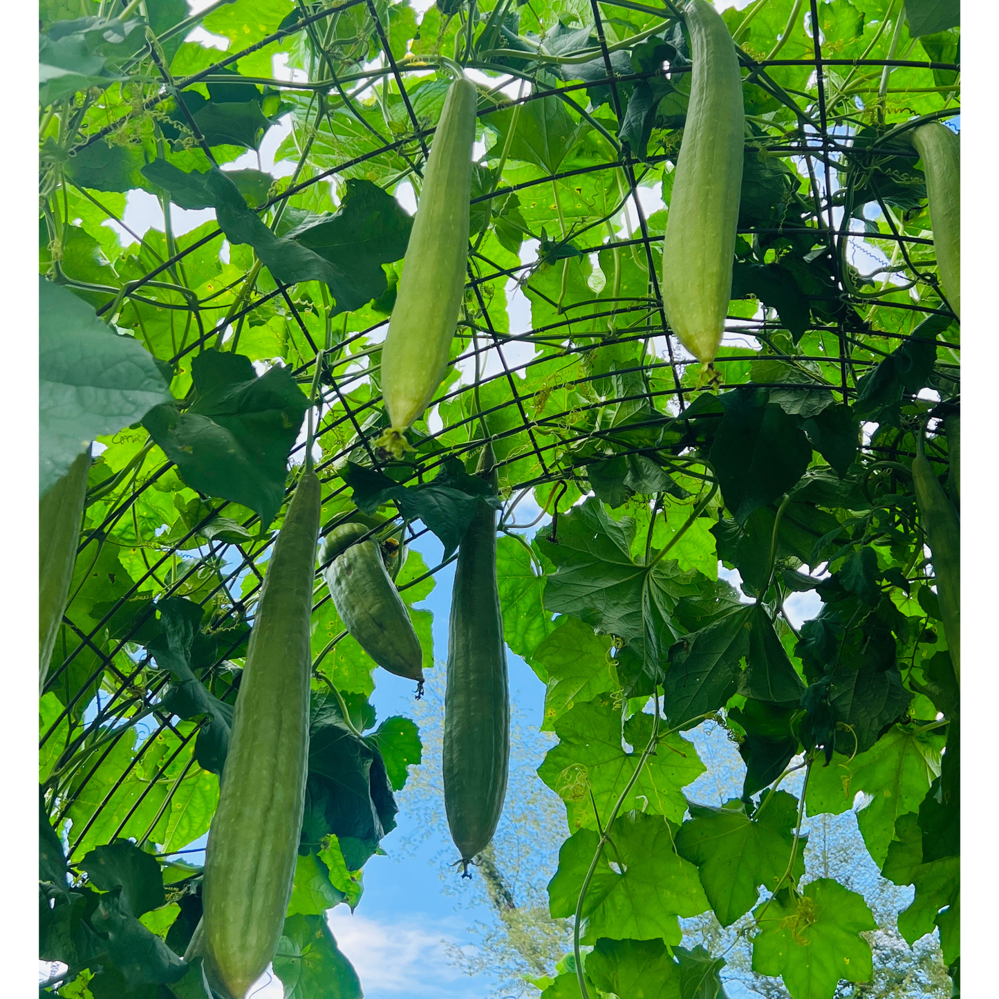 Luffa Gourd Garden