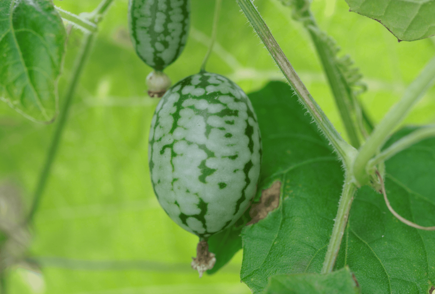 Mexican Sour Gherkin Cucumber Garden