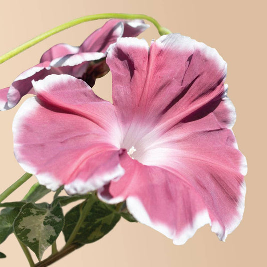 Chocolate Morning Glory - 20 Seeds