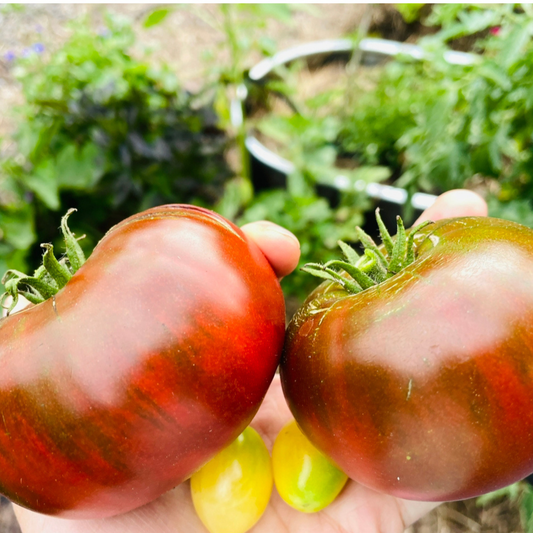 Paul Robeson Tomato Tarot Garden