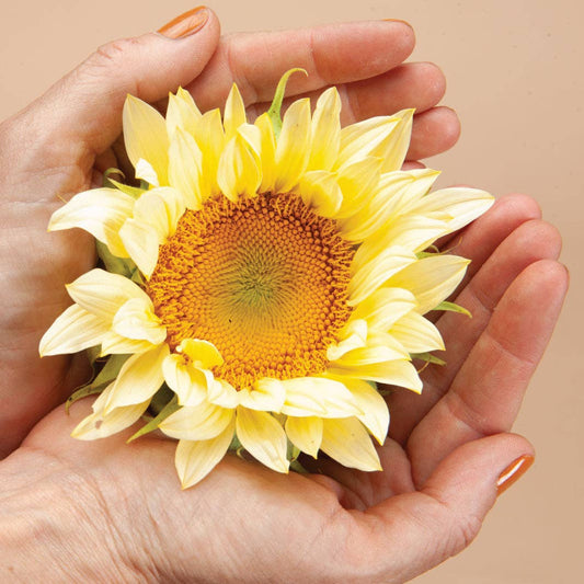 ProCut White Light Sunflower - 25 Seeds