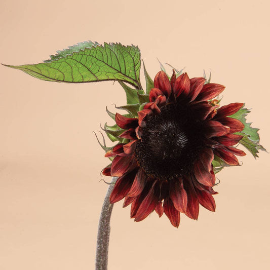 ProCut Red Sunflower - 25 Seeds