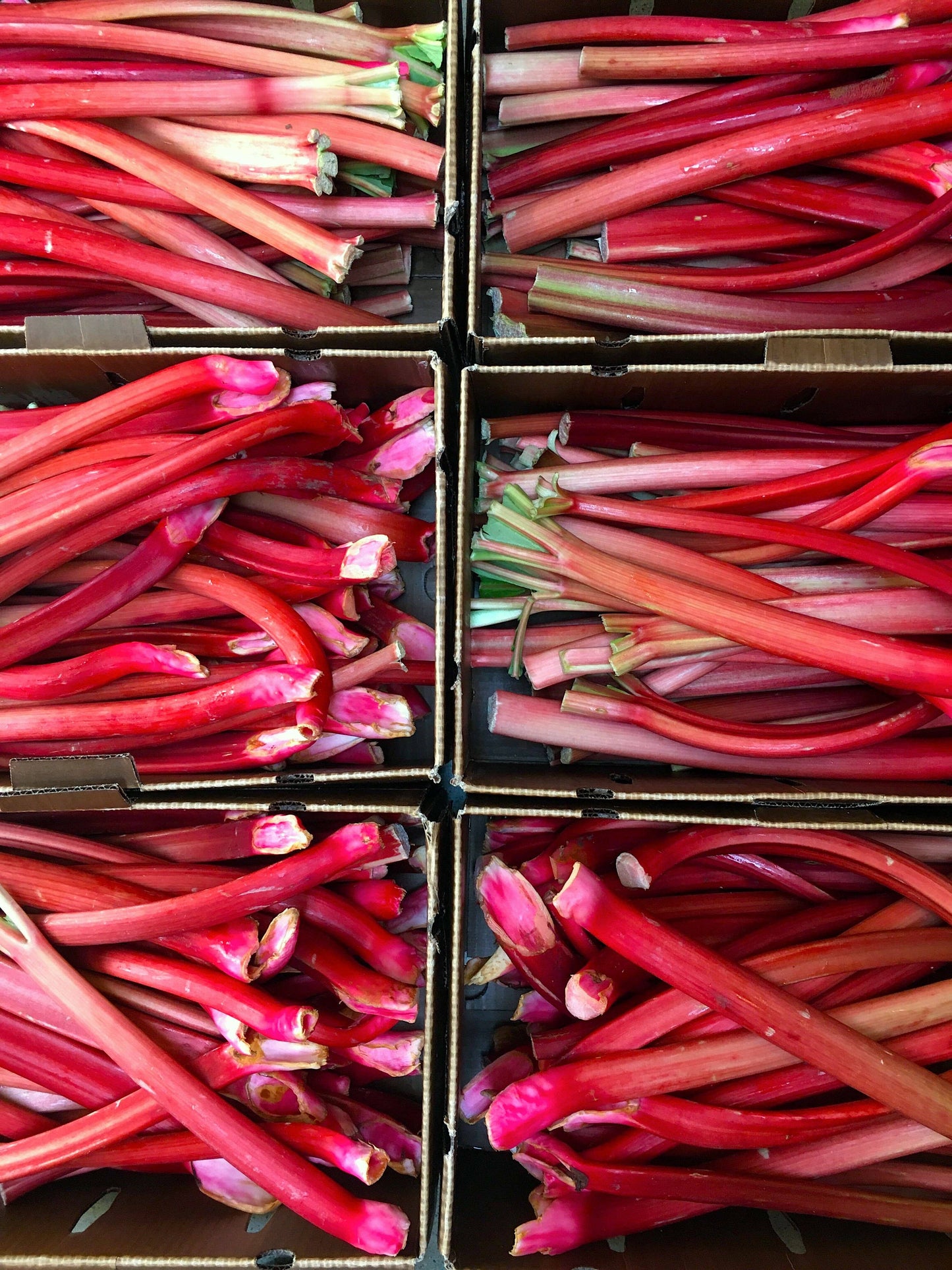 Rhubarb Shrub