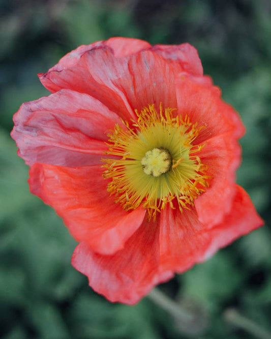 Champagne Bubbles Pink Iceland Poppy - 100 Seeds