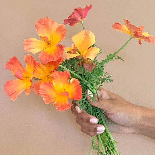 Thai Silk Apricot Chiffon California Poppy - 100 Seeds