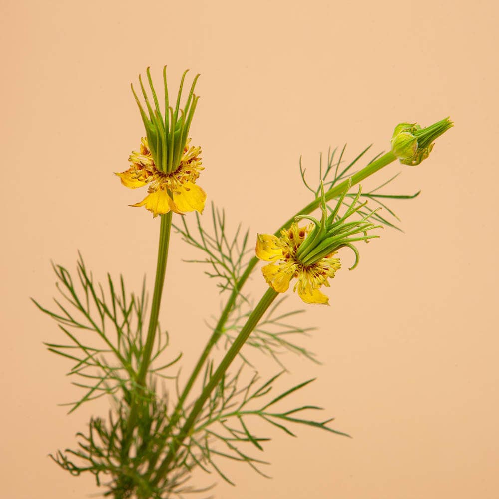 Love in a Mist Transformer - 100 Seeds