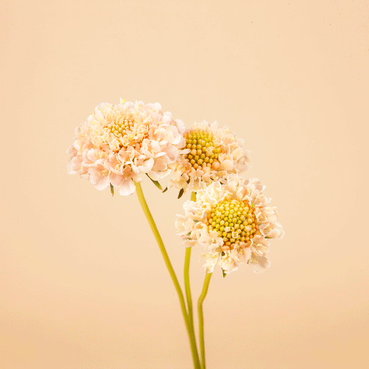 Scabiosa Fata Morgana - 50 Seeds
