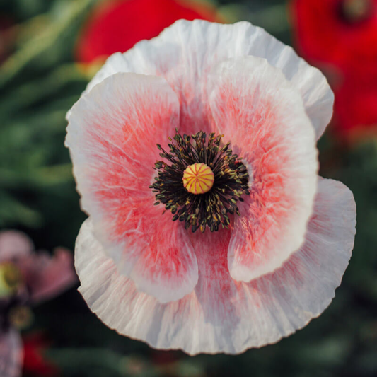 Shirley Poppy Mother of Pearl - 100 Seeds