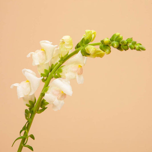 Potomac Appleblossom Snapdragon - 50 Seeds