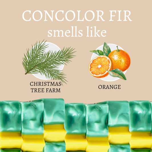 Concolor Fir Tree Handmade Bar Soap
