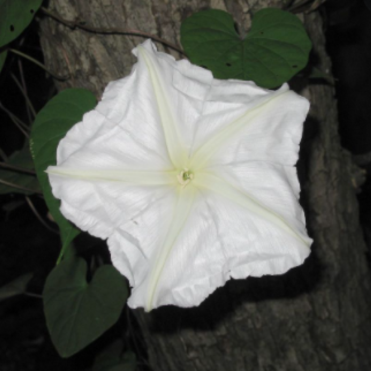 Moonflower (Does not ship to AZ) Garden