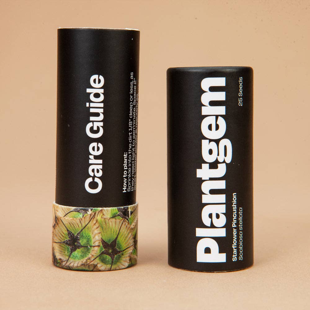 Starflower Scabiosa - 100 Seeds