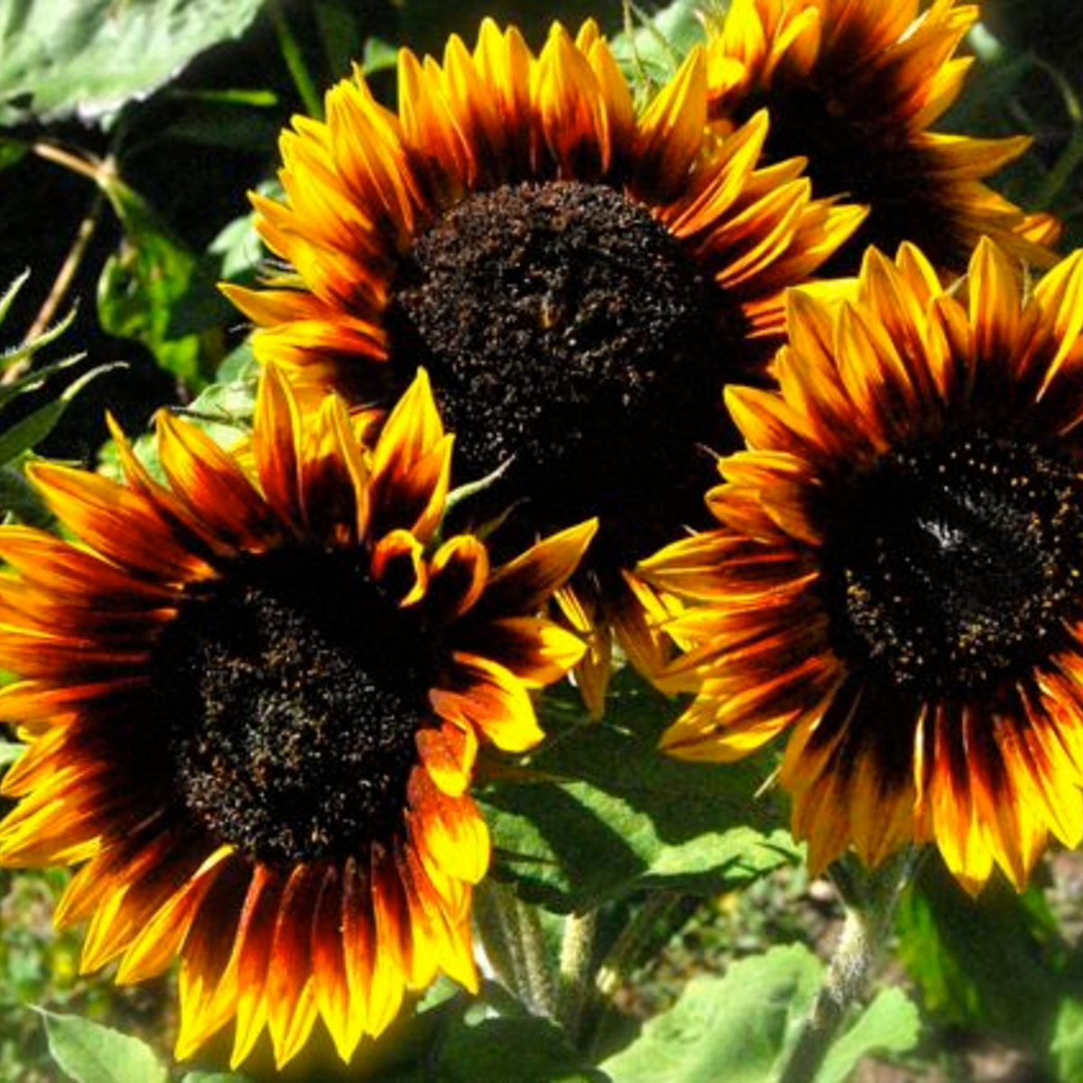 The Sunflower (Ring of Fire) Tarot Garden