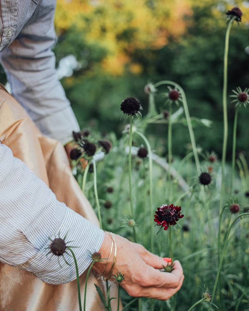 Scabiosa Black Knight - 100 Seeds