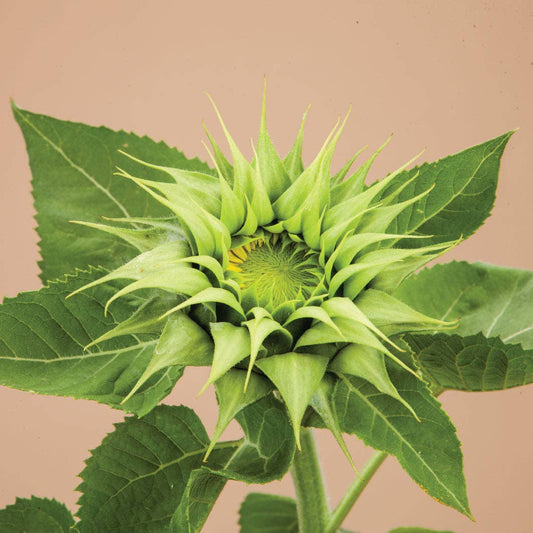 Sunfill Green Sunflower - 25 Seeds