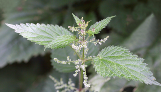 Stinging Nettle Tarot Garden