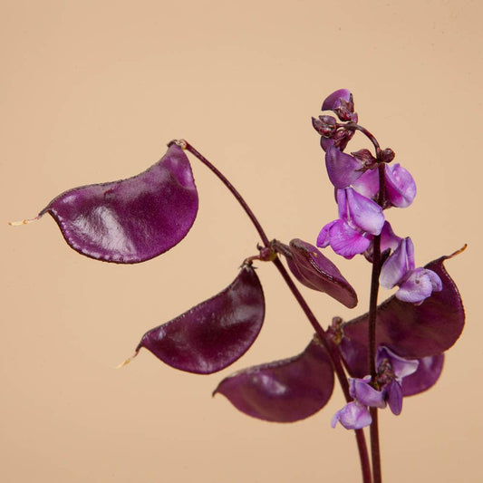Ruby Moon Hyacinth Bean - 10 Seeds