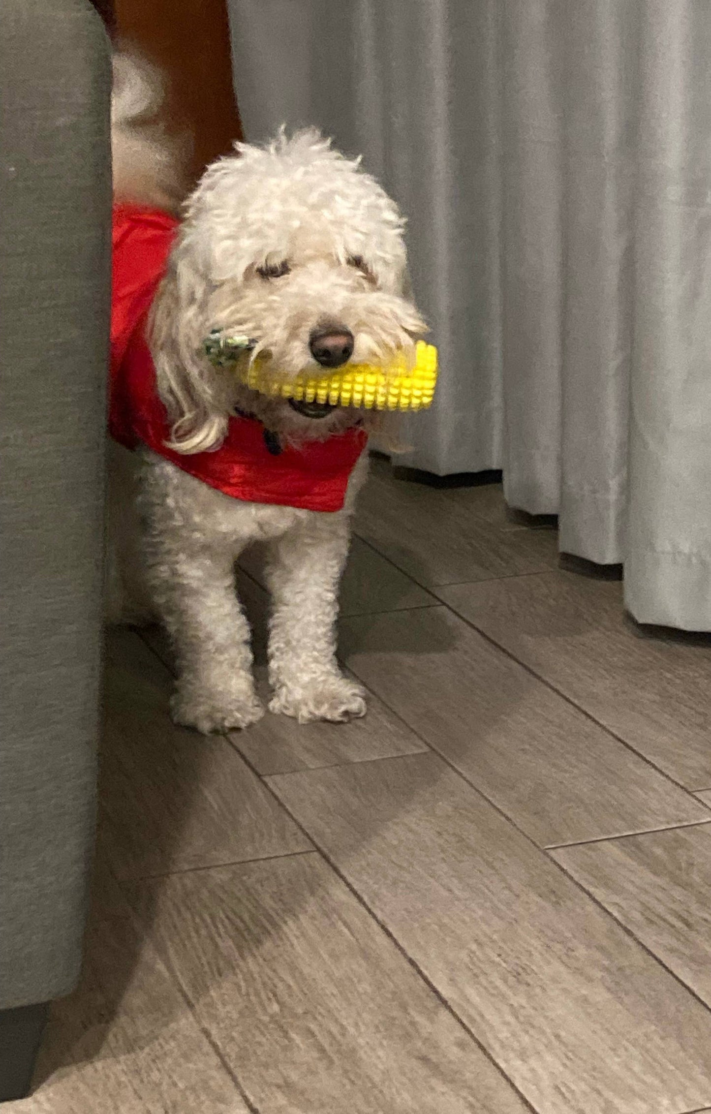 Corn-Shaped Dental Chew Dog Toy