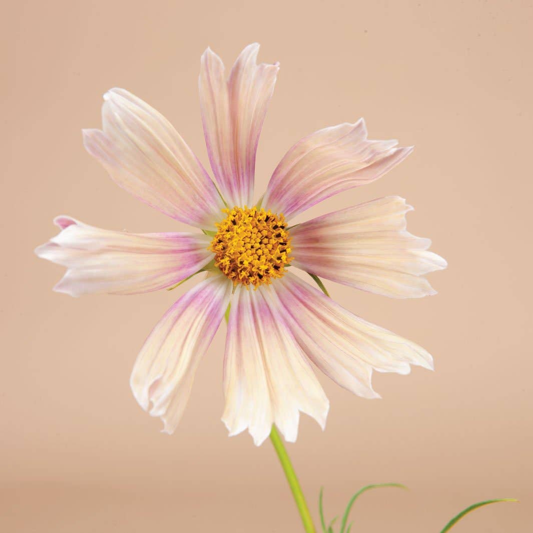 Apricot Lemonade Cosmos - 50 Seeds