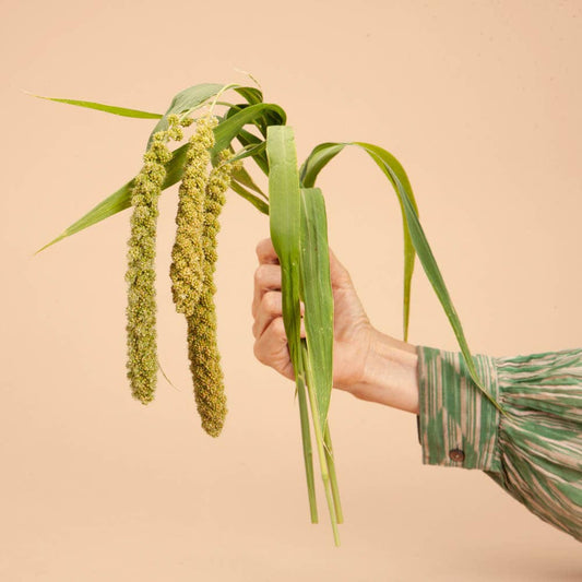 Limelight Millet - 100 Seeds