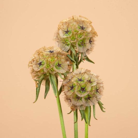 Starflower Scabiosa - 100 Seeds