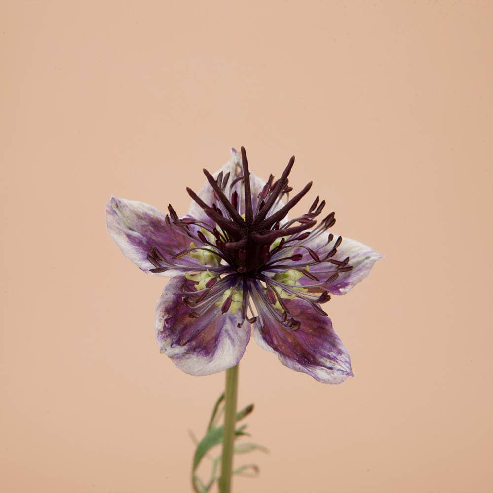 Love in a Mist Delft Blue - 100 Seeds