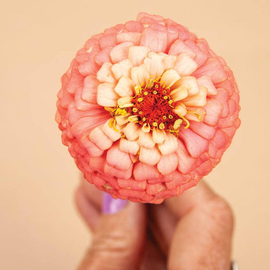 Oklahoma Salmon Zinnia - 100 Seeds