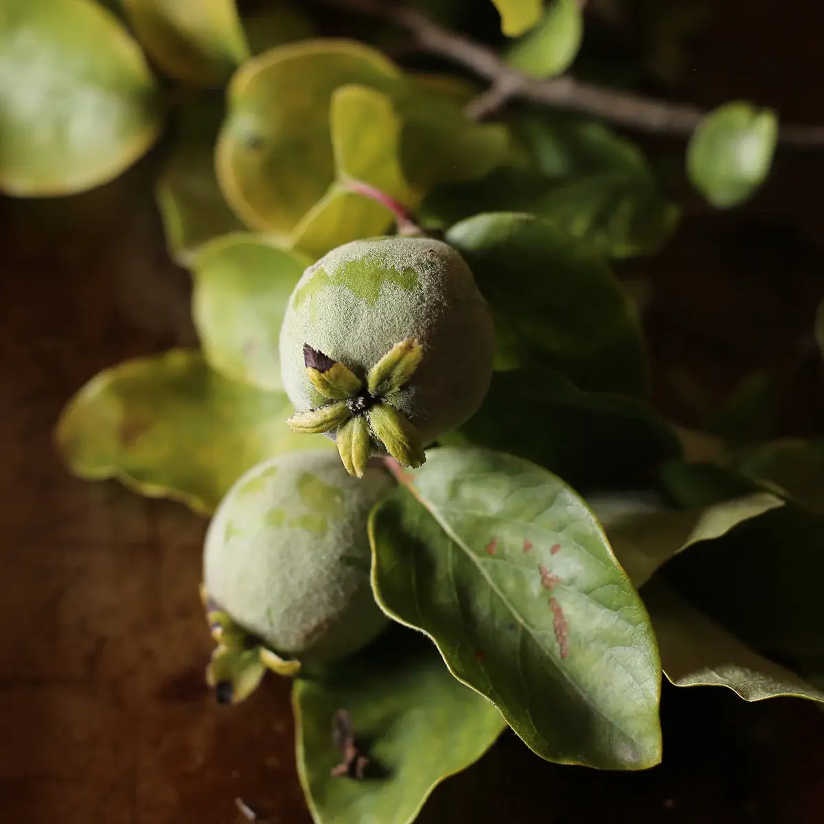 Quince Shrub