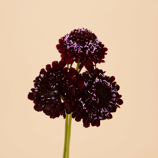 Scabiosa Black Knight - 100 Seeds
