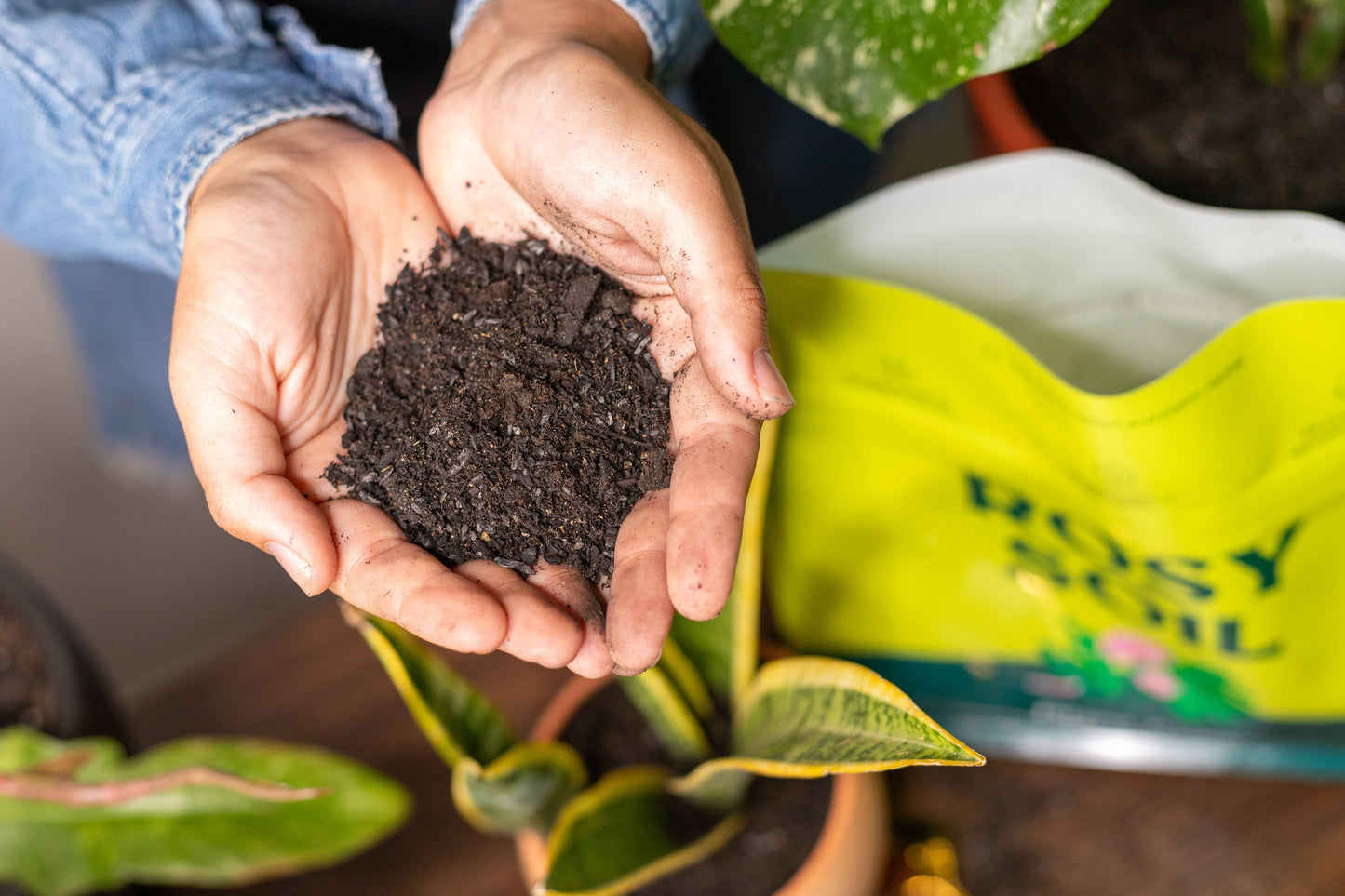2qt Plant Food