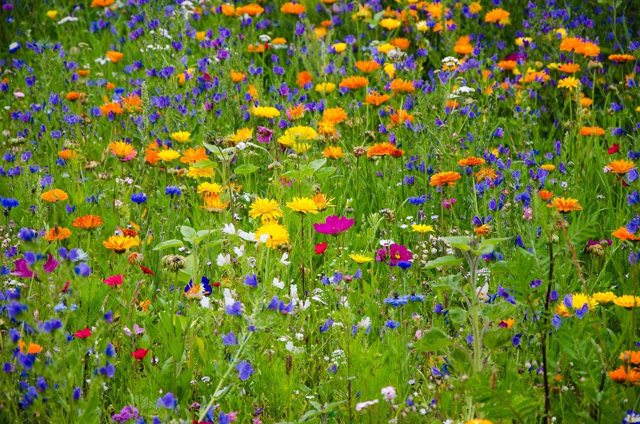 Wildflower Seeds 'Honeybee Mix'