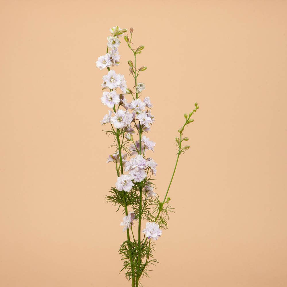 Smokey Eyes Larkspur - 100 Seeds