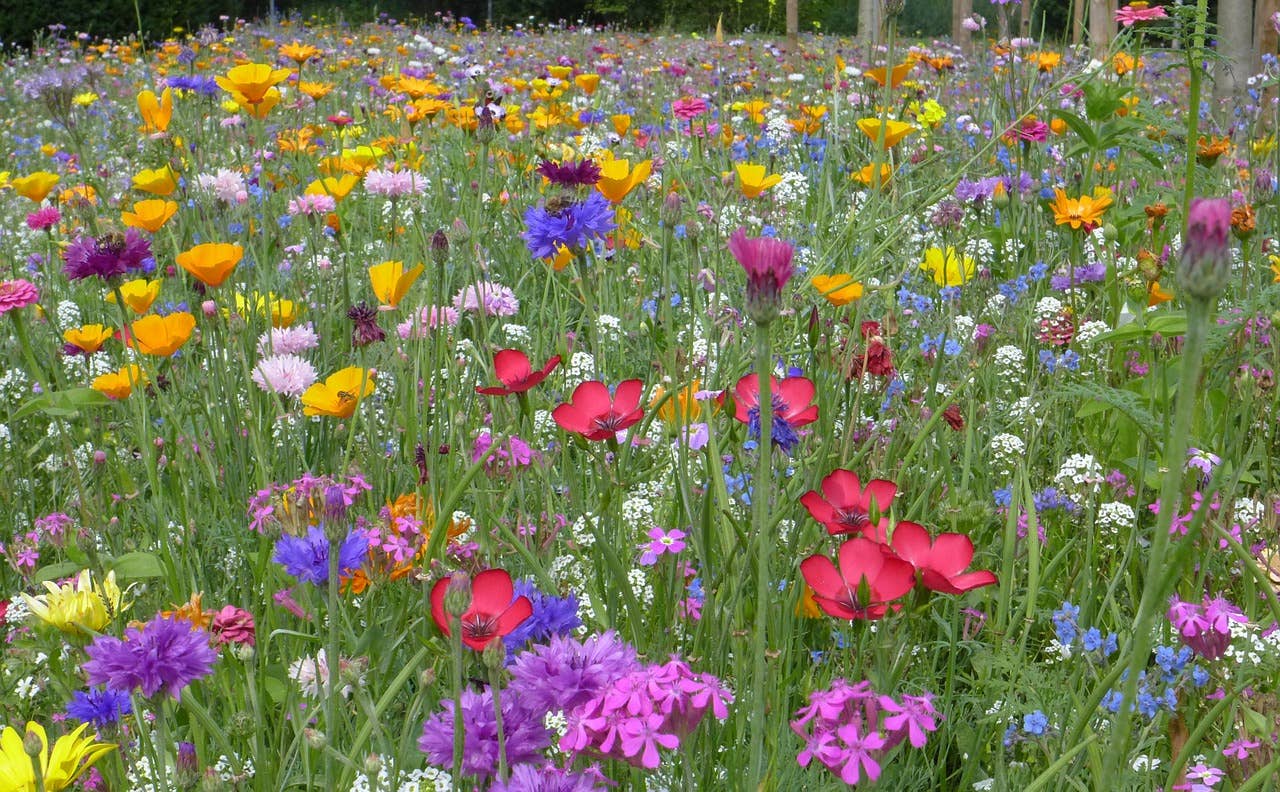 Wildflower Seeds 'Northeast Mix'