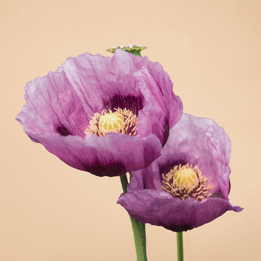 Hungarian Blue Breadseed Poppy - 25 Seeds