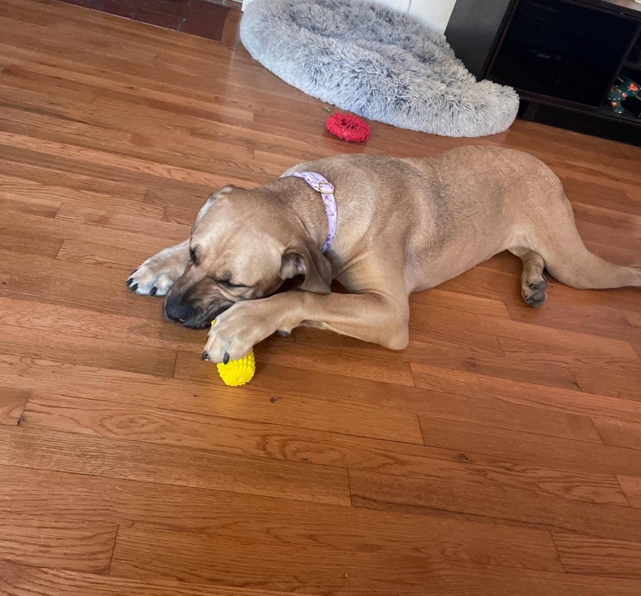 Corn-Shaped Dental Chew Dog Toy