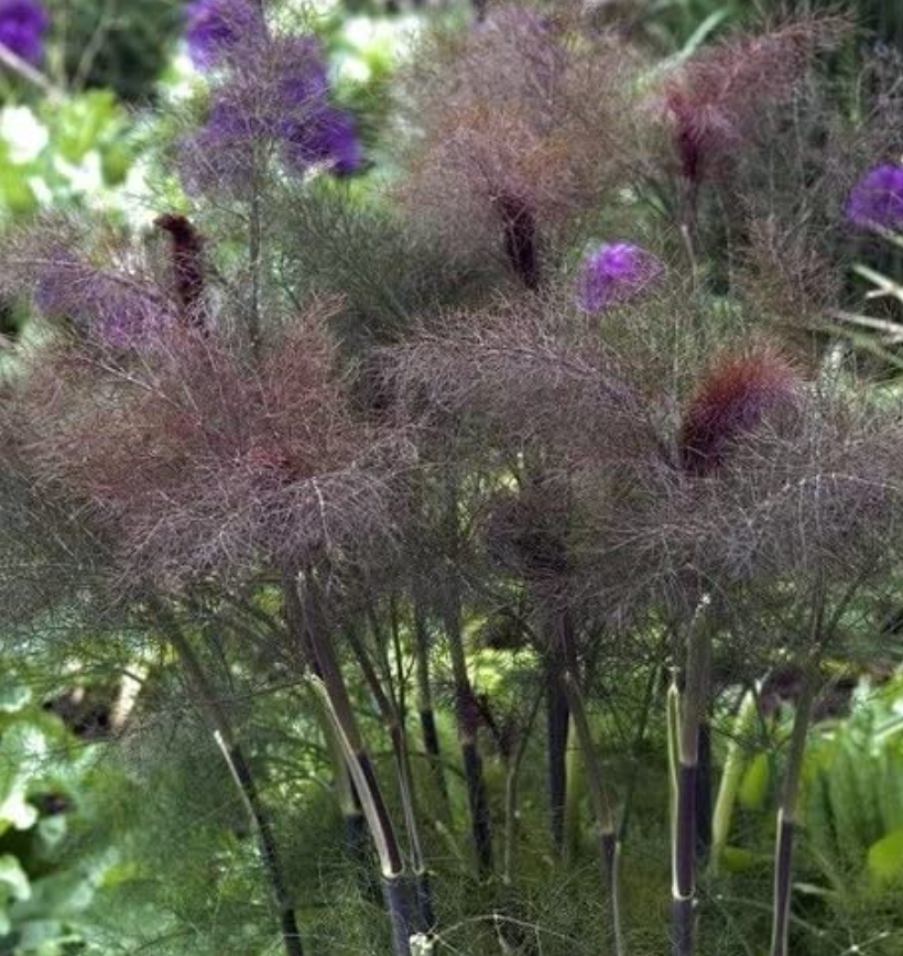 Bronze Fennel Tarot Garden