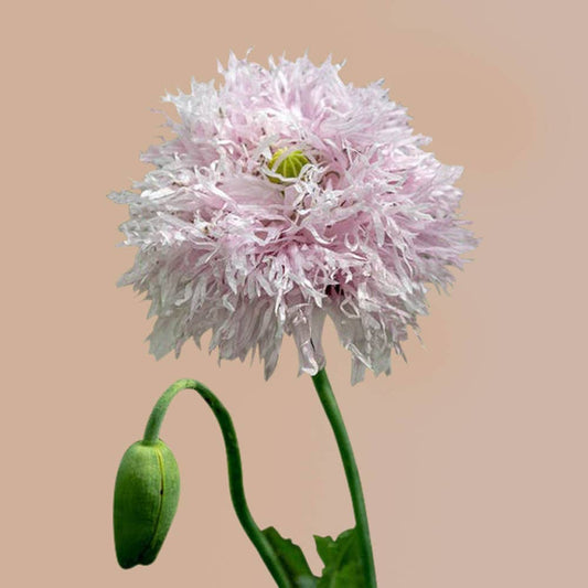 Breadseed Poppy Lilac Pompom - 50 Seeds