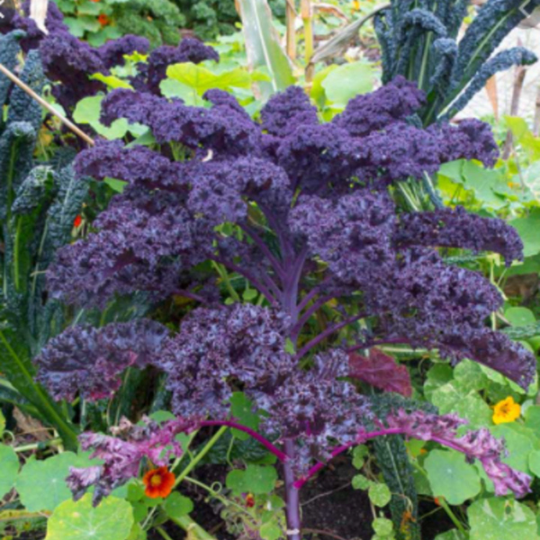 Scarlet Kale Tarot Garden