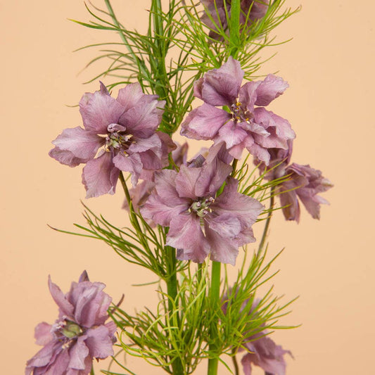 Misty Lavender Larkspur - 100 Seeds