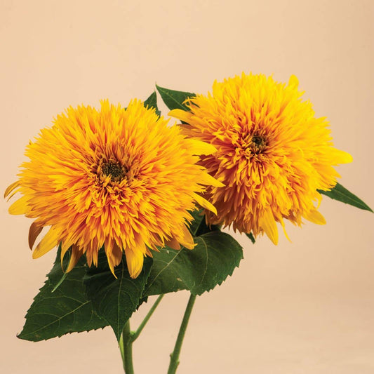 Teddy Bear Sunflower - 50 Seeds
