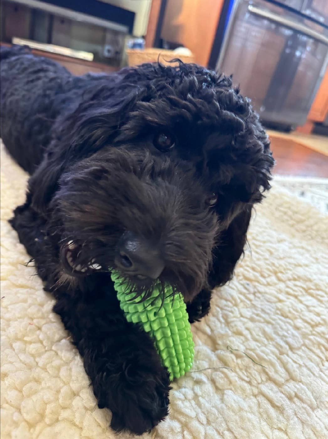 Corn-Shaped Dental Chew Dog Toy