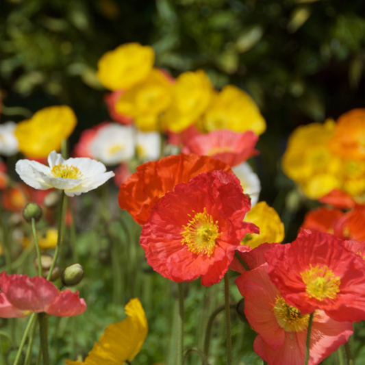 The Poppy Star Tarot Garden