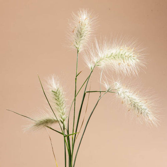 Feathertop Grass - 100 Seeds