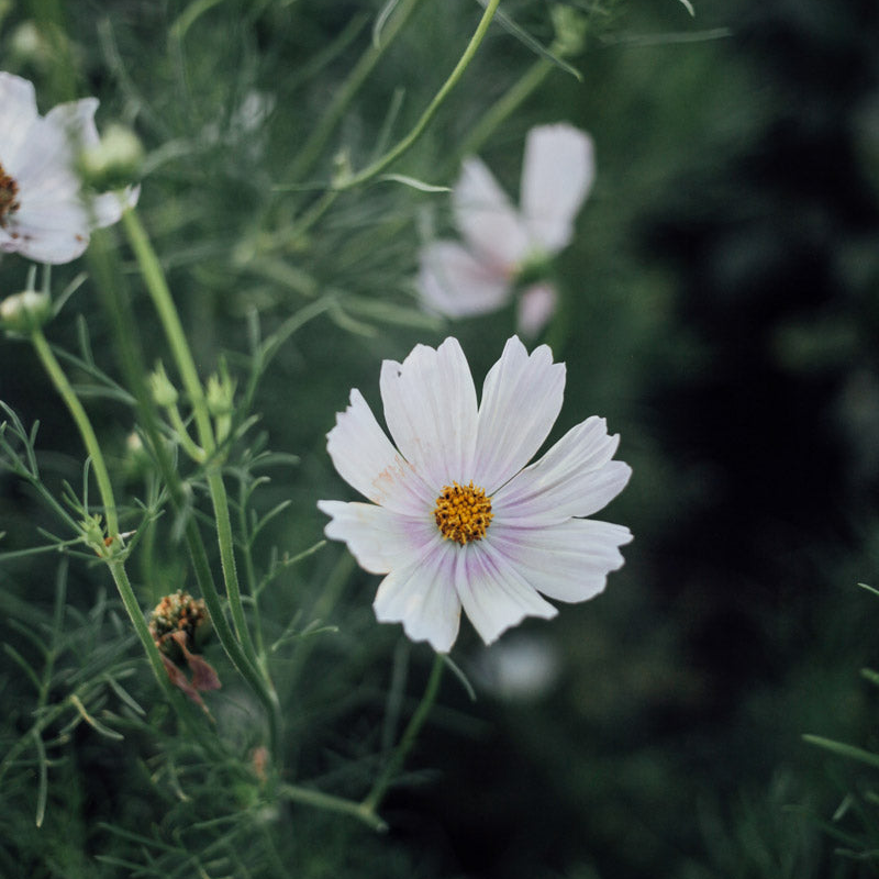 Apricot Lemonade Cosmos - 50 Seeds