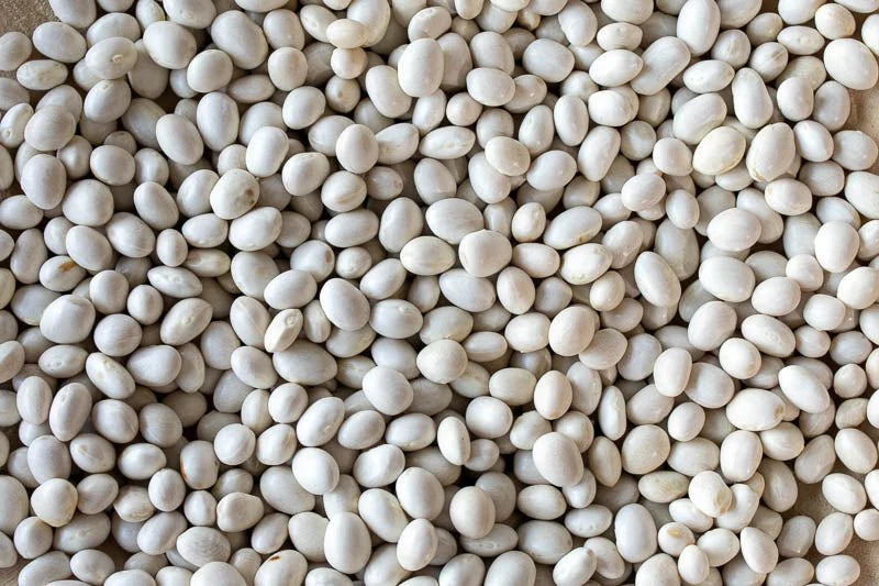 Rancho Gordo Caballero Bean