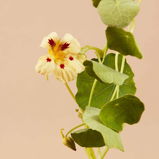 Cream Troika Nasturtium - 100 Seeds