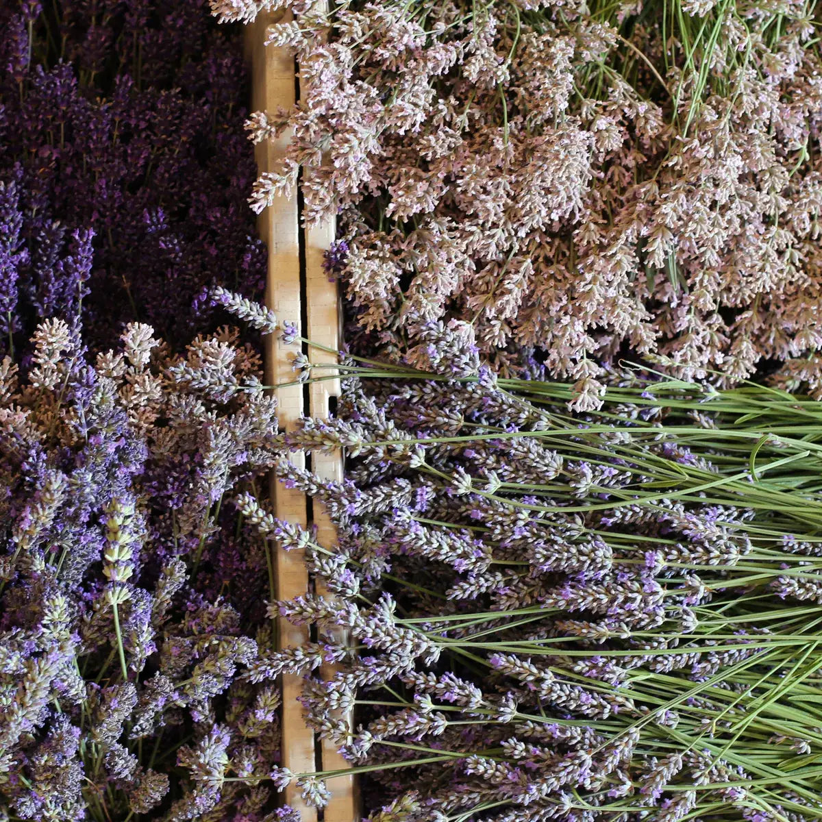 Rhubarb Lavender Spoon Preserve