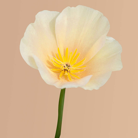 Thai Silk Pink Champagne California Poppy - 100 Seeds