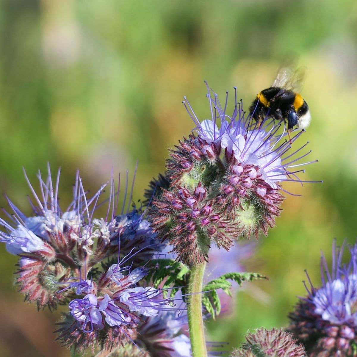 The Empress Bee Tarot Garden